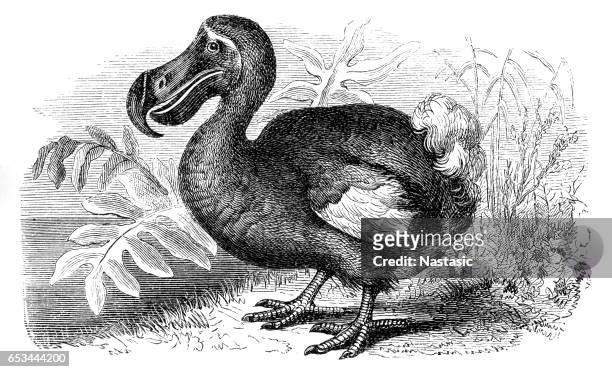 ilustraciones, imágenes clip art, dibujos animados e iconos de stock de pájaro dodo - dodo