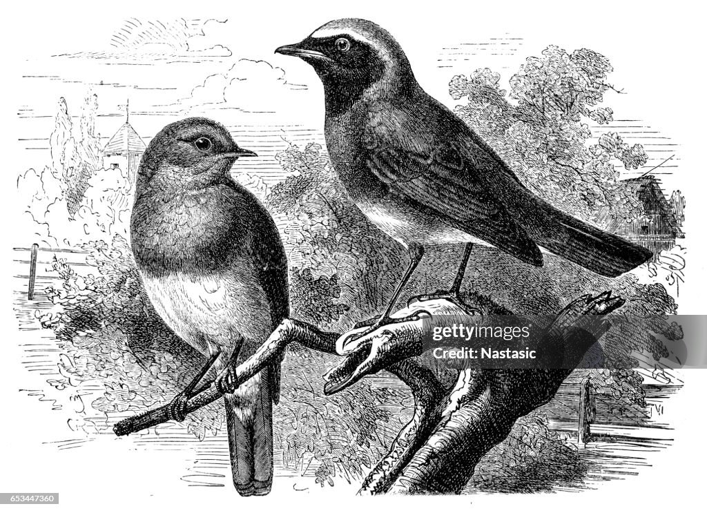 European robin(Erithacus rubecula) and common redstart (Phoenicurus phoenicurus)