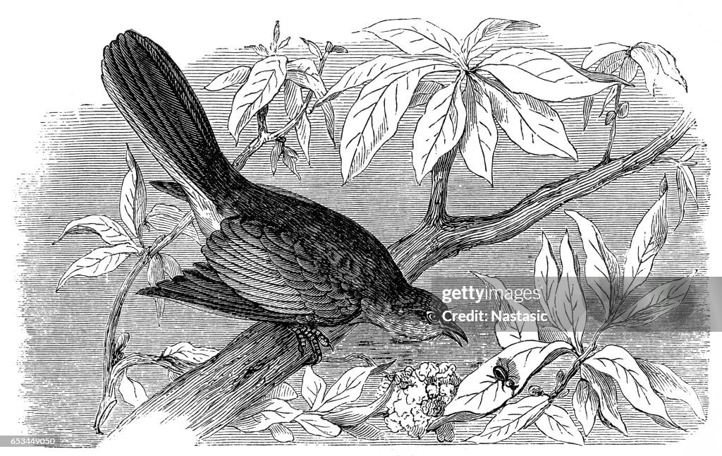 Northern mockingbird (Mimus polyglottos)