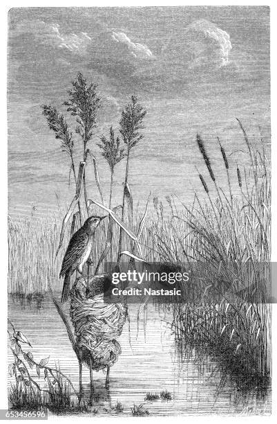 great reed warbler (acrocephalus arundinaceus) - warbler stock illustrations