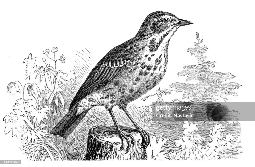 Tree Pipit (Anthus trivialis)