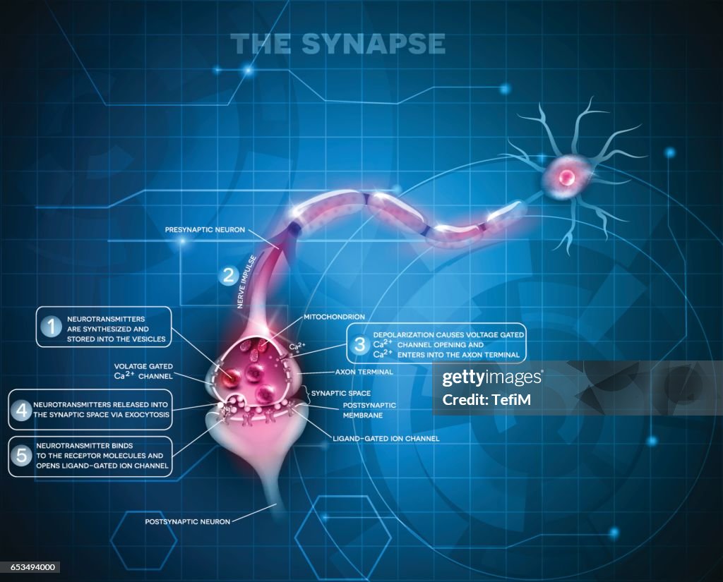 Synapse Detailed Anatomy High-Res Vector Graphic - Getty Images
