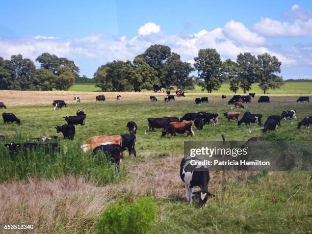 mixed dairy herd grazing, uruguay - jersey cattle stock pictures, royalty-free photos & images