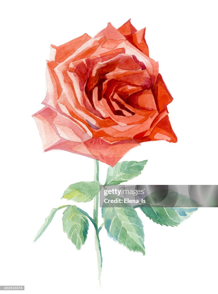 Watercolor rose