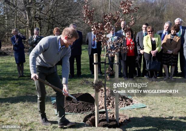 Britain's Prince Harry plants a tree in Epping Forest near London on March 15, 2017. Prince Harry visited the Field Studies Centre at High Beach to...