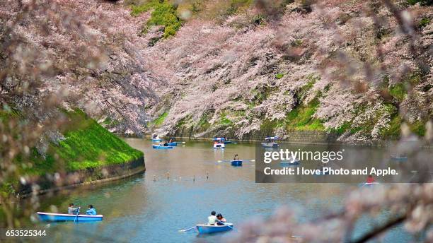 cherry blossoms in full bloom - cherry blossoms bloom in tokyo stock pictures, royalty-free photos & images