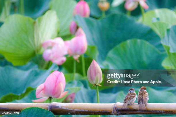 lotus and sparrow - ハス stock pictures, royalty-free photos & images