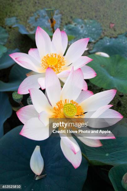 lotus flowers - ハス stock pictures, royalty-free photos & images