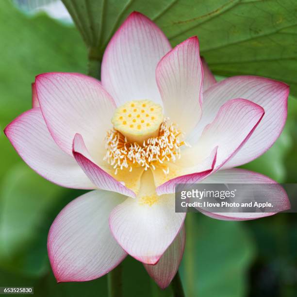 lotus flowers - 大阪市 stockfoto's en -beelden