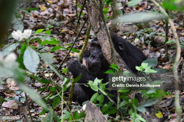 a chimpanzee relaxing behind a tree. - murchison falls national park stock pictures, royalty-free photos & images