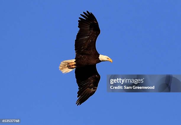 Bald eagle as seen during a practice round prior to the Arnold Palmer Invitational Presented By MasterCard at the Bay Hill Club and Lodge on March...