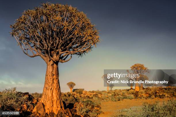 quiver trees and rocky landscape, namibia - quivertree forest stockfoto's en -beelden