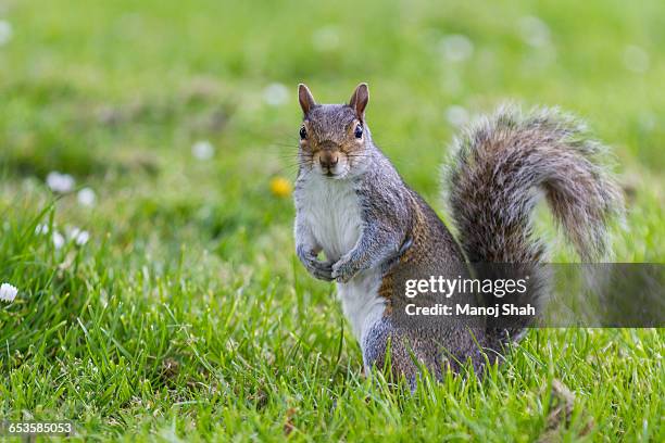 squirrel on the lookout for food early morning - esquilo imagens e fotografias de stock