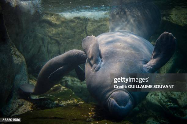112 Baby Manatee Stock Photos, High-Res Pictures, and Images - Getty Images