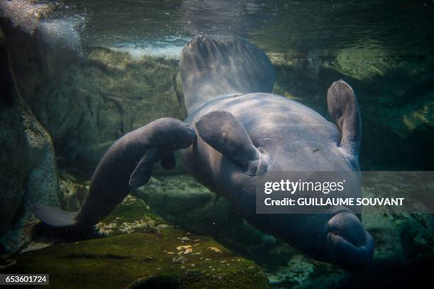 Picture taken on March 15, 2017 shows a manatee baby swimming near his mother in the manatee tank of the Zoological parc of Beauval on March 15...