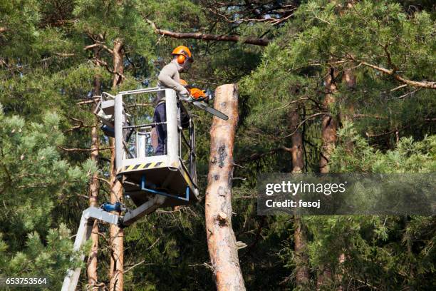 zwei waldarbeiter fällten einen baum auf der plattform - cut stock-fotos und bilder