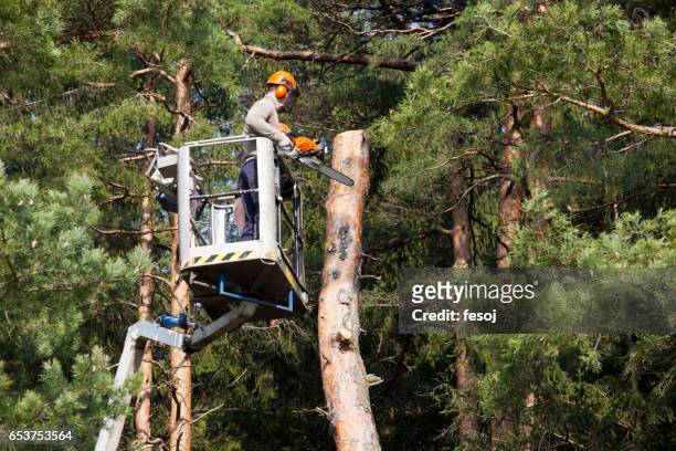 due boscaioli tagliano un albero sulla piattaforma - sollevare foto e immagini stock