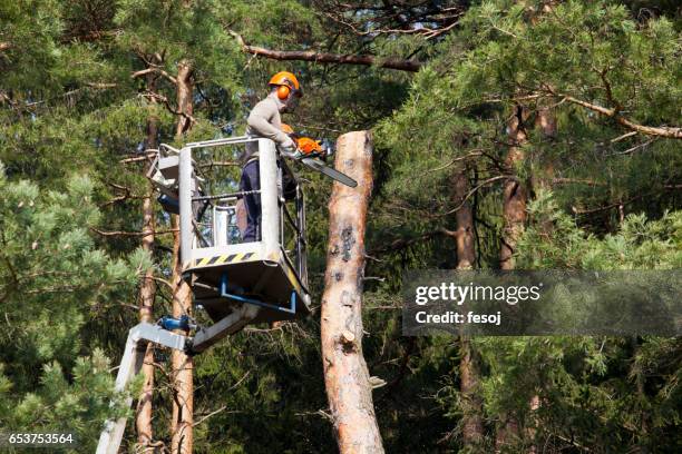 two lumberjacks cut down a tree on the platform - man sawing tree branch stock pictures, royalty-free photos & images