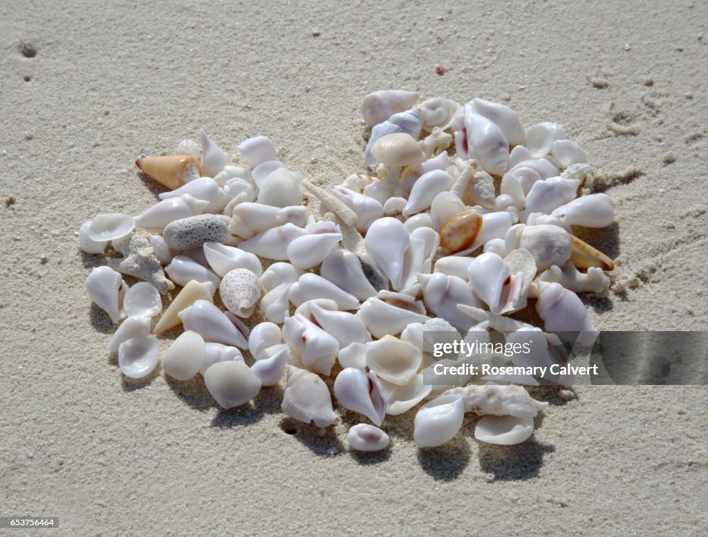 Small Shell Small Sea Shells On Coral Beach In Shape Of Heart High-Res Stock Photo ...