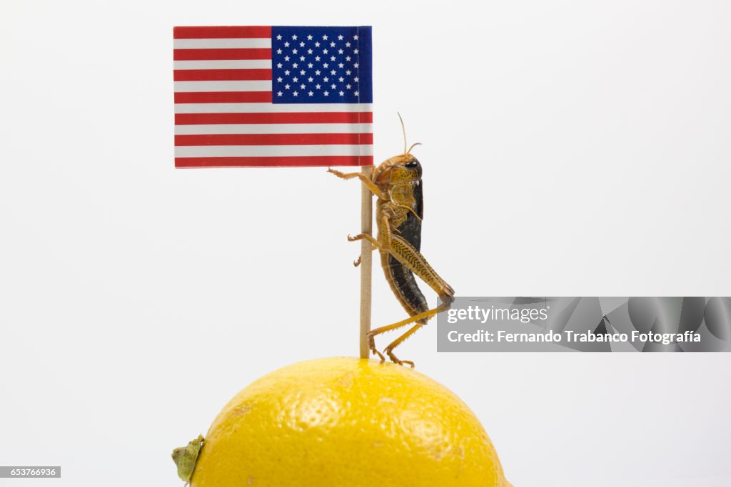 Animal raises the flag of United States in Mexico territory