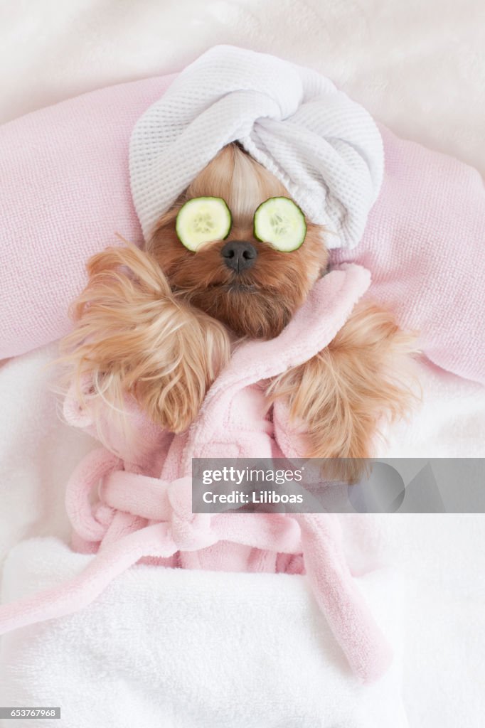 Yorkshire Terrier entspannen in den Hundesalon Spa