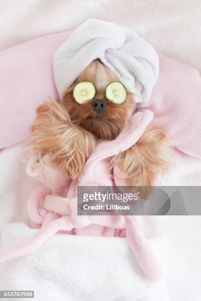 yorkshire terrier entspannen in den hundesalon spa - pampered pets stock-fotos und bilder