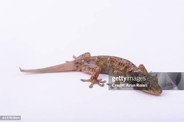 gehyra - gehyra stock pictures, royalty-free photos & images