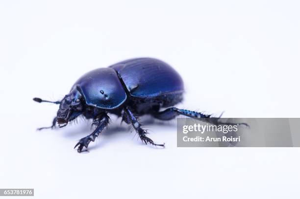 beetle - insect - beetle stockfoto's en -beelden