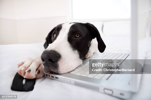 dog surfing the internet - great dane home stock pictures, royalty-free photos & images