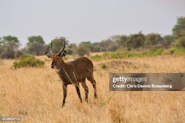 defassa waterbuck in kidepo. - defassa waterbuck stock pictures, royalty-free photos & images