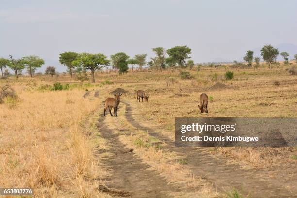 male defassa waterbucks. - defassa waterbuck stock pictures, royalty-free photos & images