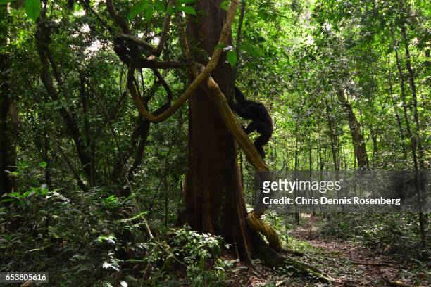 a chimpanzee climbing a tree. - murchison falls national park stock pictures, royalty-free photos & images
