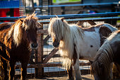 Color picture of Shetland ponnies on a farm