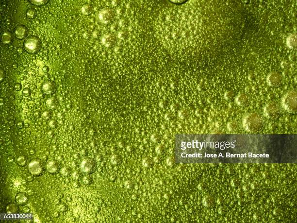 full frame of the textures formed by the bubbles and drops of oil in the shape of circle floating on a green colors background - base sports equipment stockfoto's en -beelden
