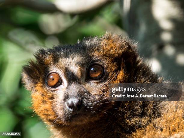 red ruffed lemur eyes close up on a tree. - collared lemur stock pictures, royalty-free photos & images