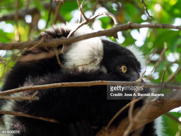 black-and-white ruffed lemur,  (varecia variegata) - collared lemur stock pictures, royalty-free photos & images