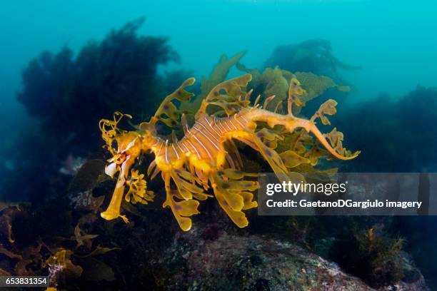 sea dragon between rocks - leafy seadragons stock-fotos und bilder