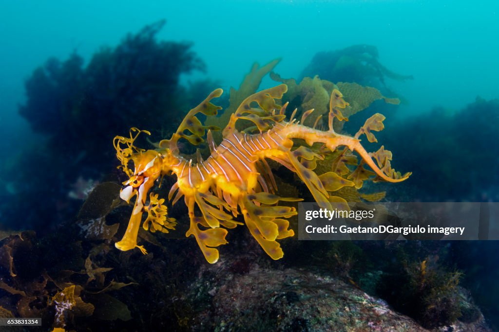 Sea Dragon between rocks