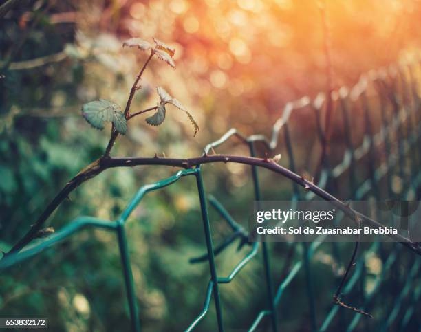 branches of thorns over a green wire fence illuminated by the warm sunlight - valla stockfoto's en -beelden