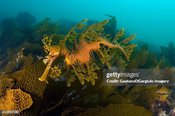 sea dragon in the kelp - sea dragon stock pictures, royalty-free photos & images