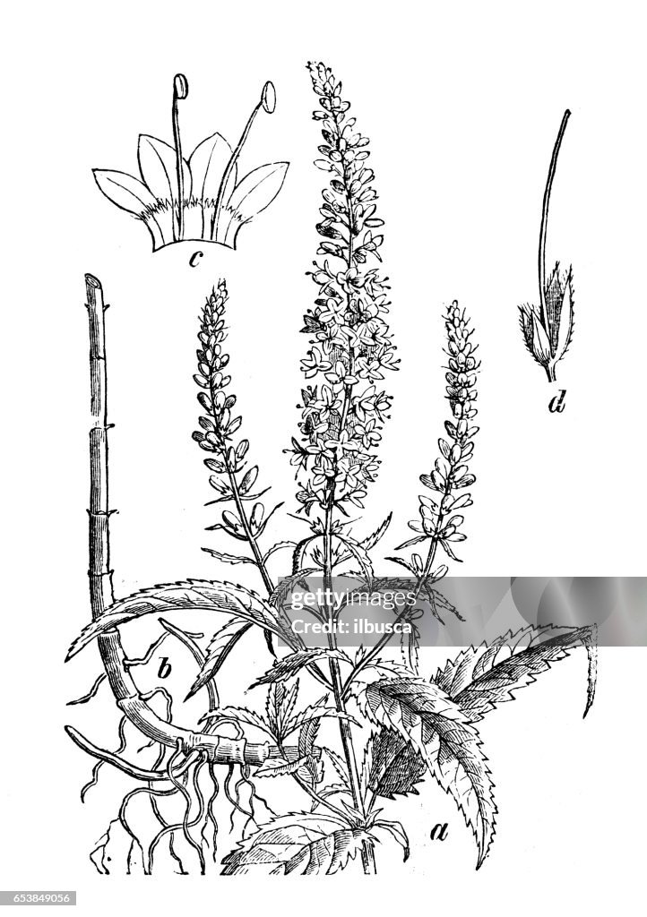Botanik Pflanzen Antik Gravur Abbildung: Veronica Longifolia (Garten Ehrenpreis oder Longleaf Speedwell)