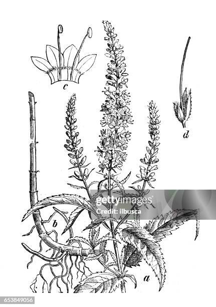 botany plants antique engraving illustration: veronica longifolia (garden speedwell or longleaf speedwell) - longleaf stock illustrations