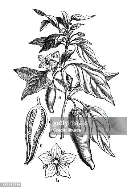 stockillustraties, clipart, cartoons en iconen met plantkunde planten antieke gravure illustratie: capsicum annuum (pepers en chili peppers) - chili con carne