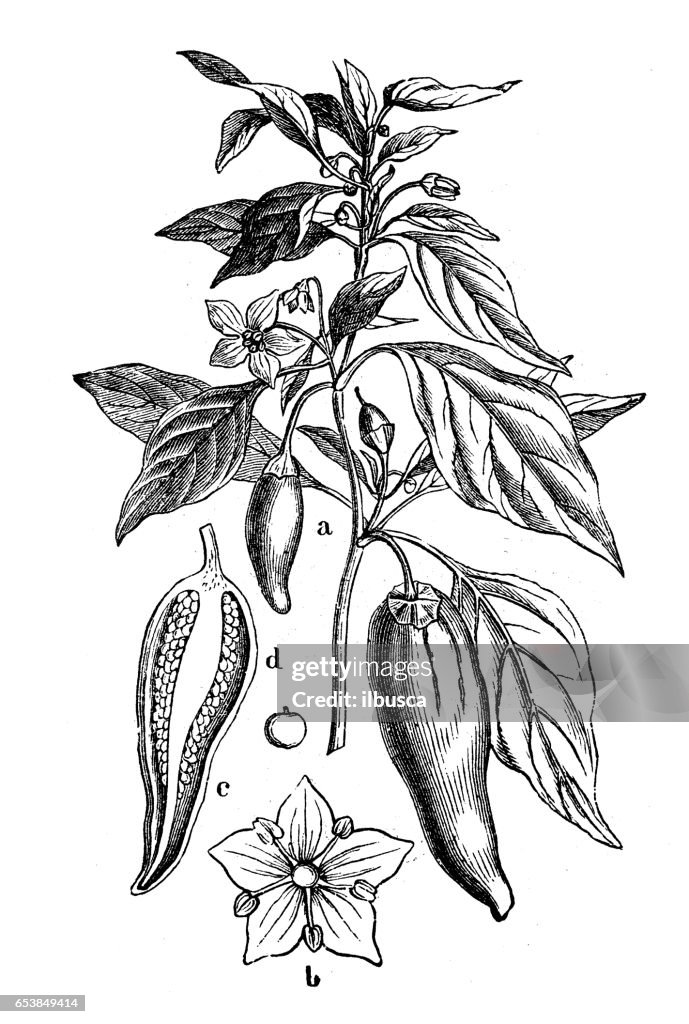 Plantas de botânica antiga ilustração de gravura: Capsicum annuum (pimentas e pimentões)