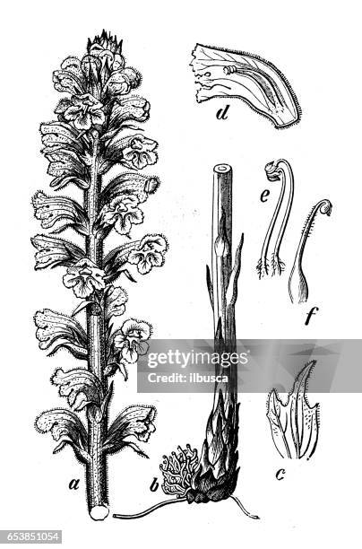 botany plants antique engraving illustration: orobanche crenata (bean broomrape) - orobanche stock illustrations