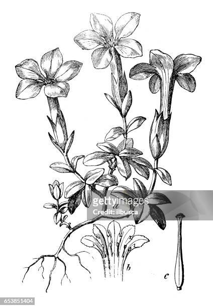 botanische pflanzen antike gravur illustration: gentiana verna (frühlingsenzian) - herbstenzian stock-grafiken, -clipart, -cartoons und -symbole