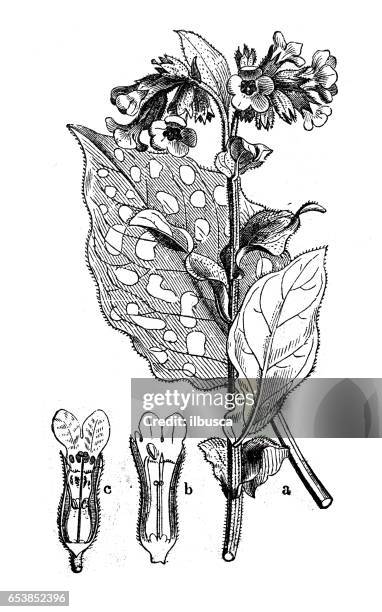botany plants antique engraving illustration: pulmonaria officinalis (lungwort, common lungwort or our lady's milk drops) - pulmonaria officinalis stock illustrations