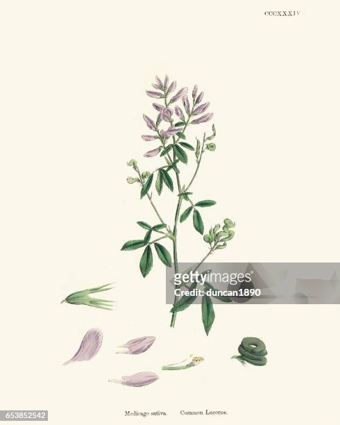 illustrazioni stock, clip art, cartoni animati e icone di tendenza di botanica di storia naturale - medicago sativa alfalfa - luzern
