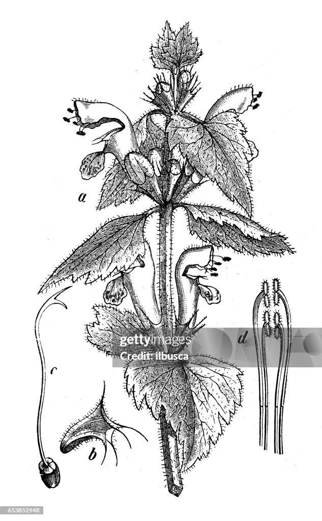 Botany plants antique engraving illustration: Lamium maculatum (spotted dead-nettle, spotted henbit or purple dragon)