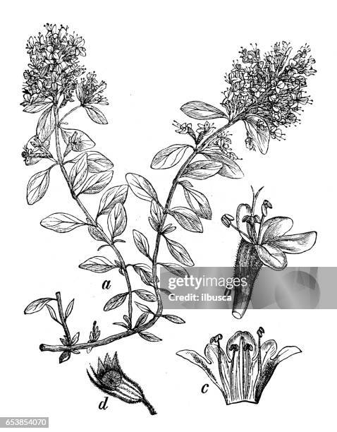 ilustrações, clipart, desenhos animados e ícones de plantas de botânica antiga ilustração de gravura: thymus serpyllum (breckland tomilho, tomilho ou tomilho rastejante) - tomilho